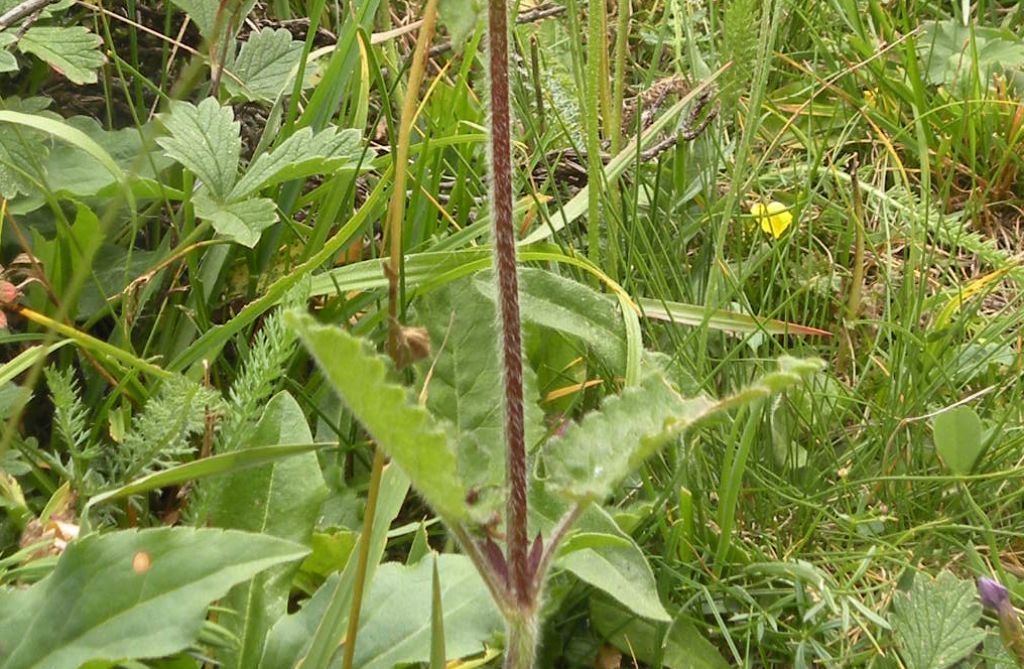 Betonica hirsuta (=Stachys pradica) / Betonica densiflora
